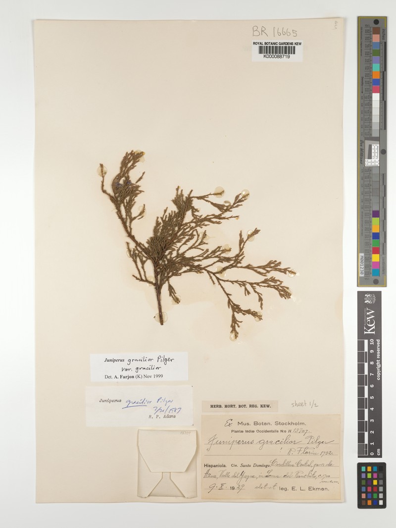 Juniperus gracilior var. gracilior photo 6