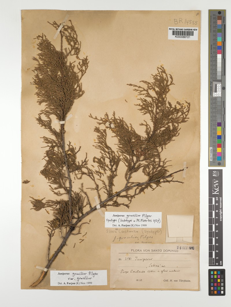 Juniperus gracilior var. gracilior photo 7