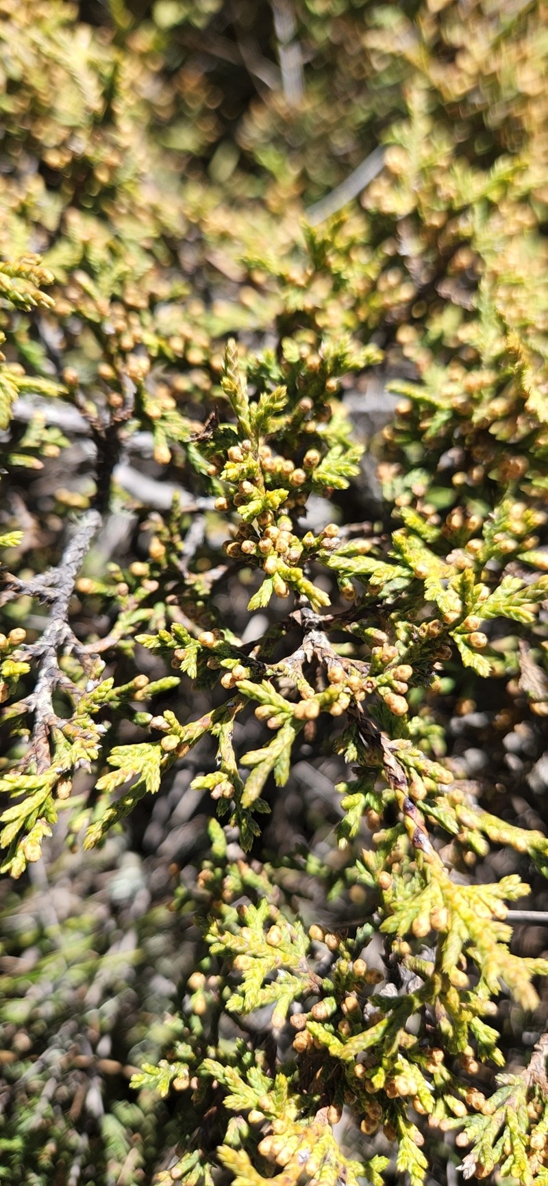 Juniperus gracilior var. urbaniana