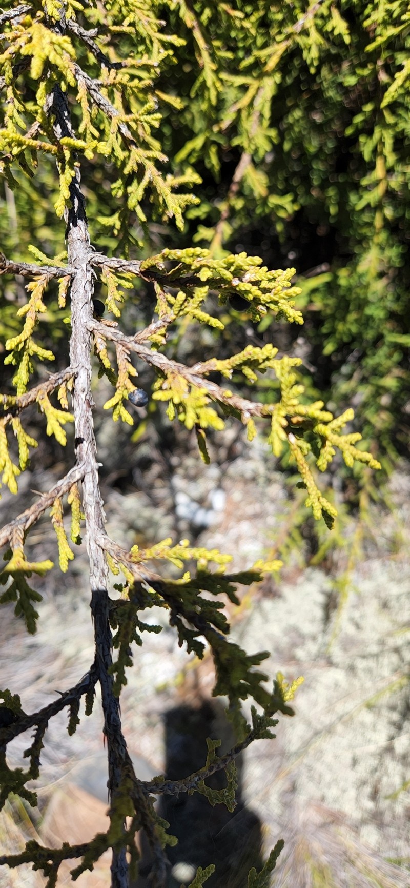 Juniperus gracilior var. urbaniana photo 2