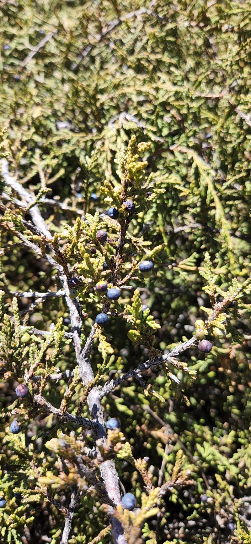 Juniperus gracilior var. urbaniana photo 3