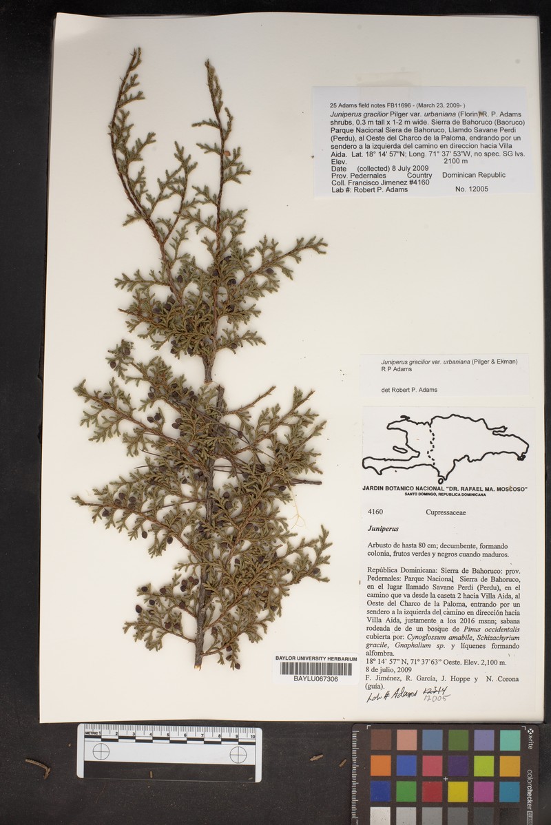Juniperus gracilior var. urbaniana photo 4