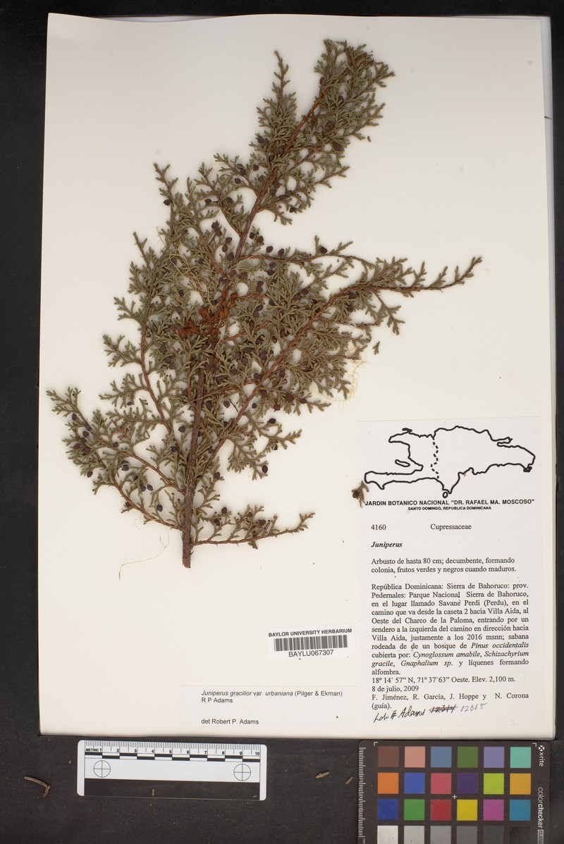 Juniperus gracilior var. urbaniana photo 5