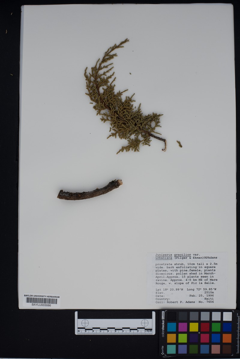 Juniperus gracilior var. urbaniana photo 6