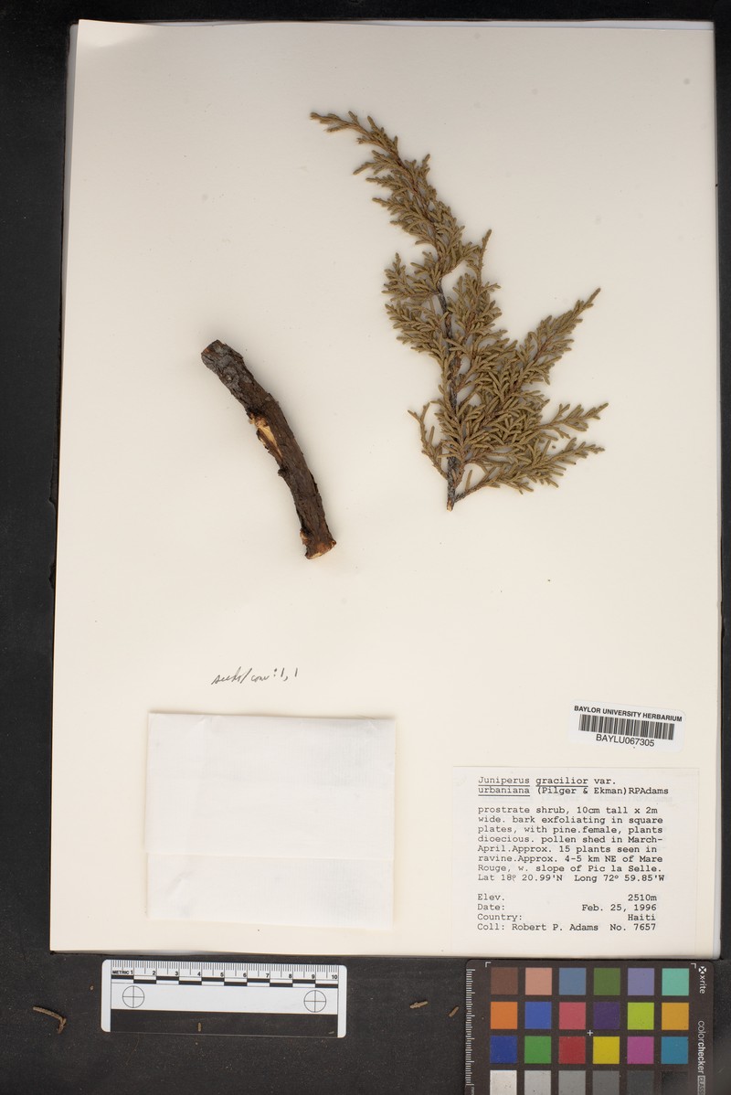 Juniperus gracilior var. urbaniana photo 7