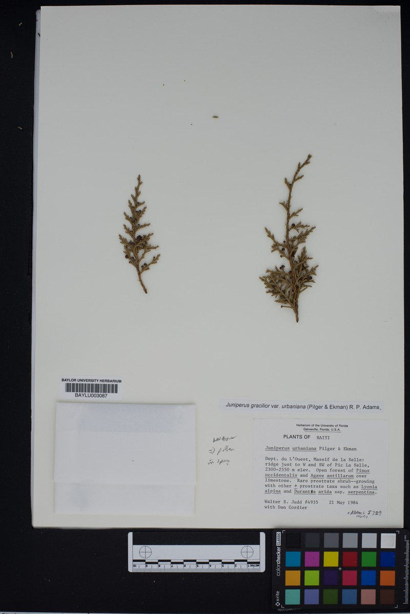 Juniperus gracilior var. urbaniana photo 8