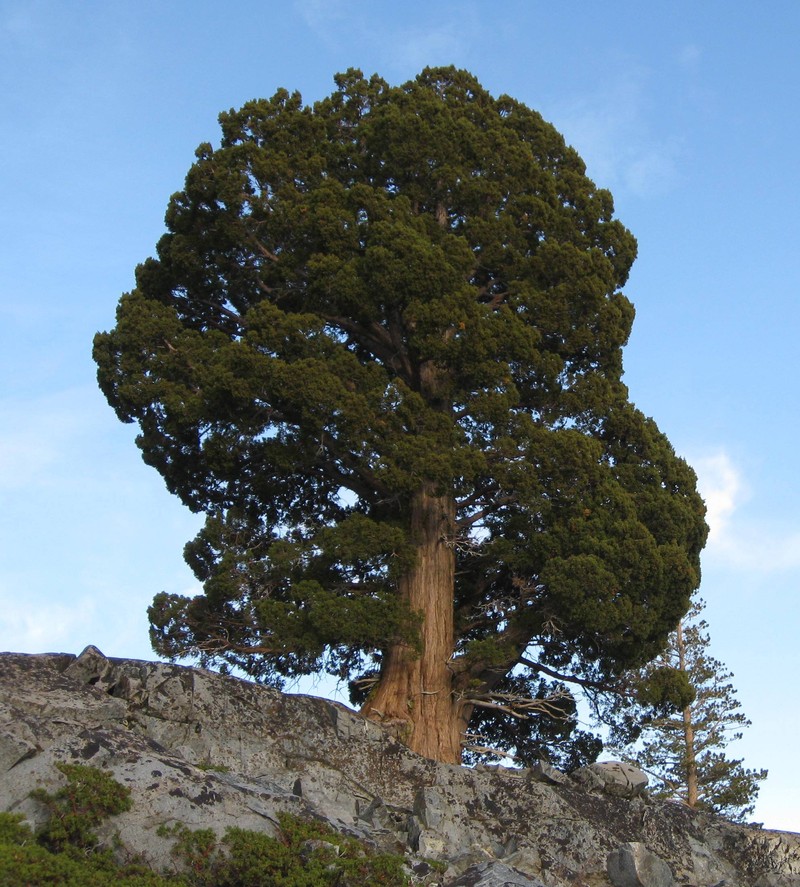 Western Juniper photo 3