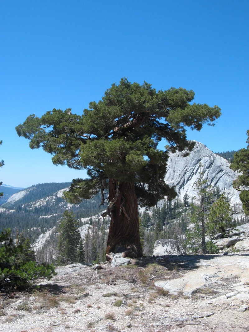 Western Juniper photo 4