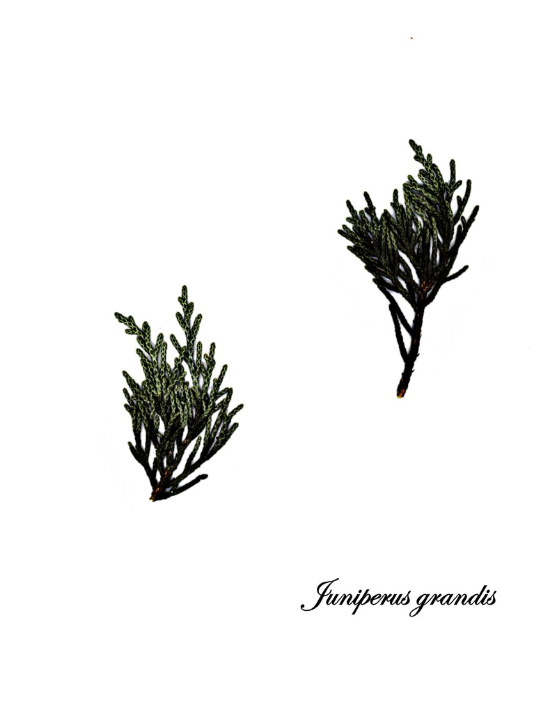 Western Juniper photo 2