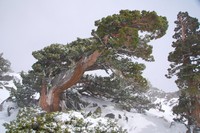 Western Juniper