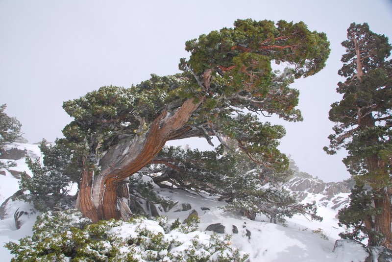 Western Juniper