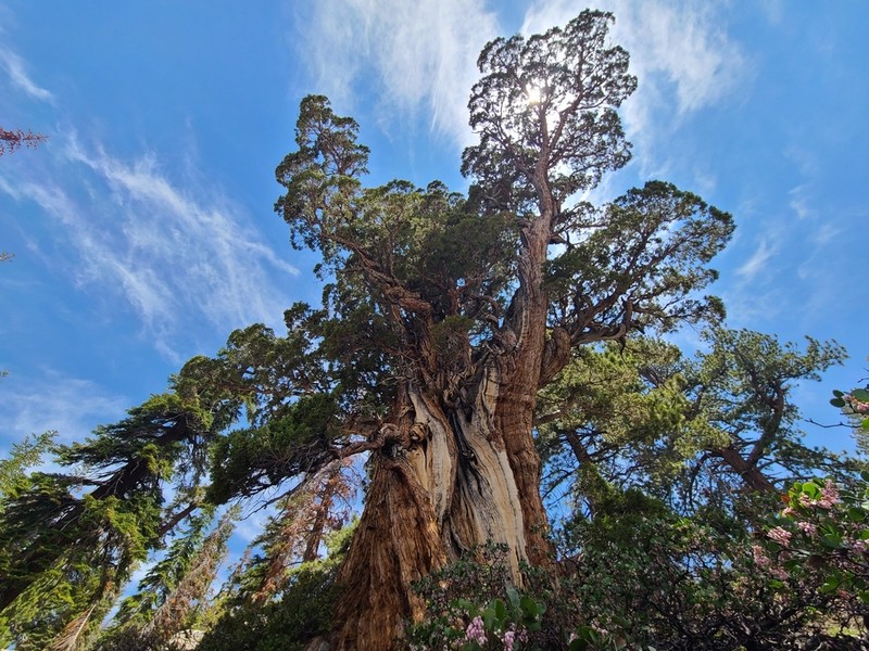 Western Juniper photo 2