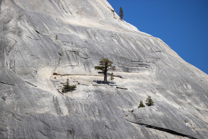 Western Juniper photo 3