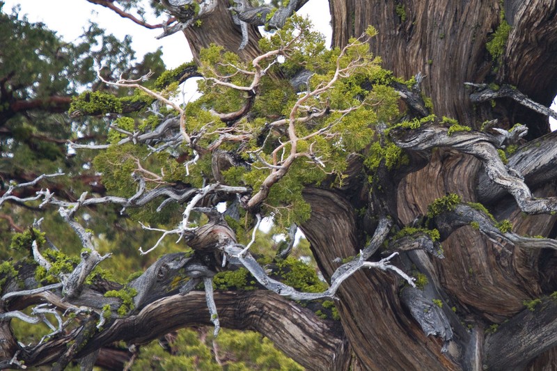 Western Juniper photo 4