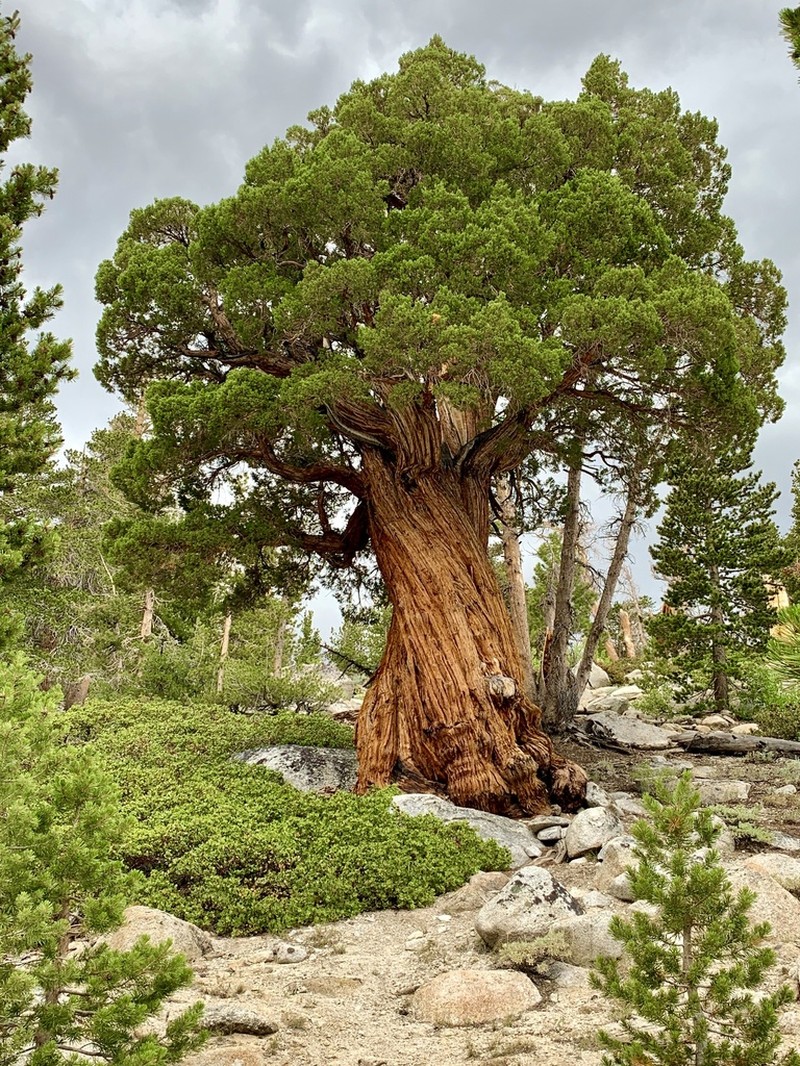 Western Juniper photo 5