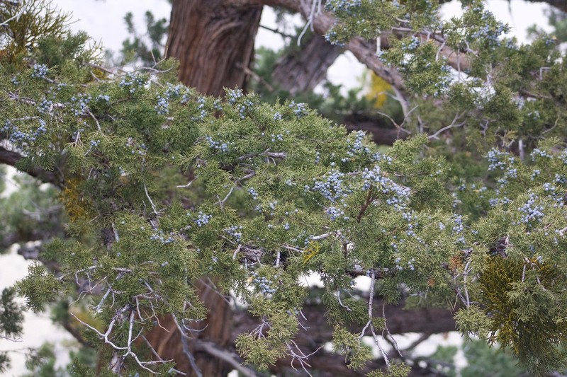 Western Juniper photo 6
