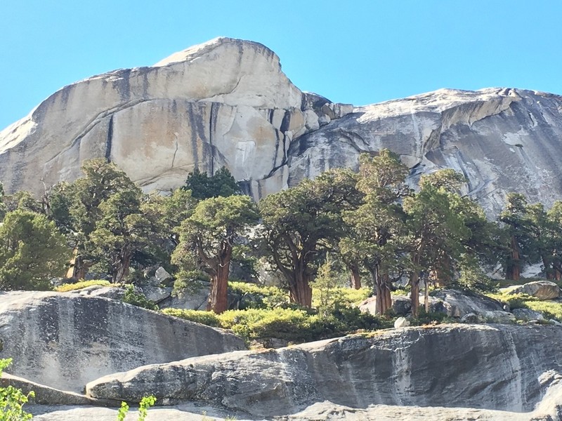 Western Juniper photo 7