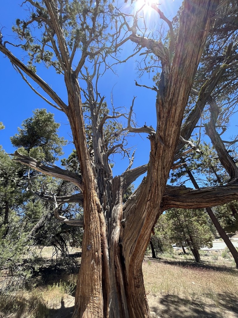 Western Juniper photo 8