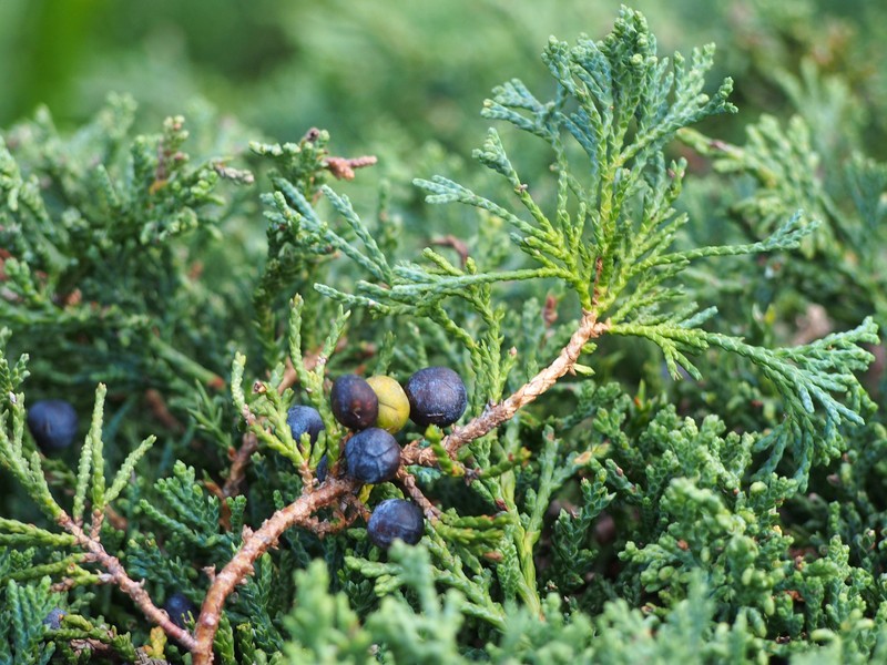 Creeping Juniper photo 2