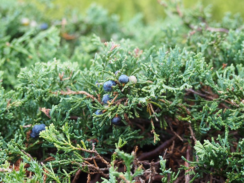Creeping Juniper photo 3