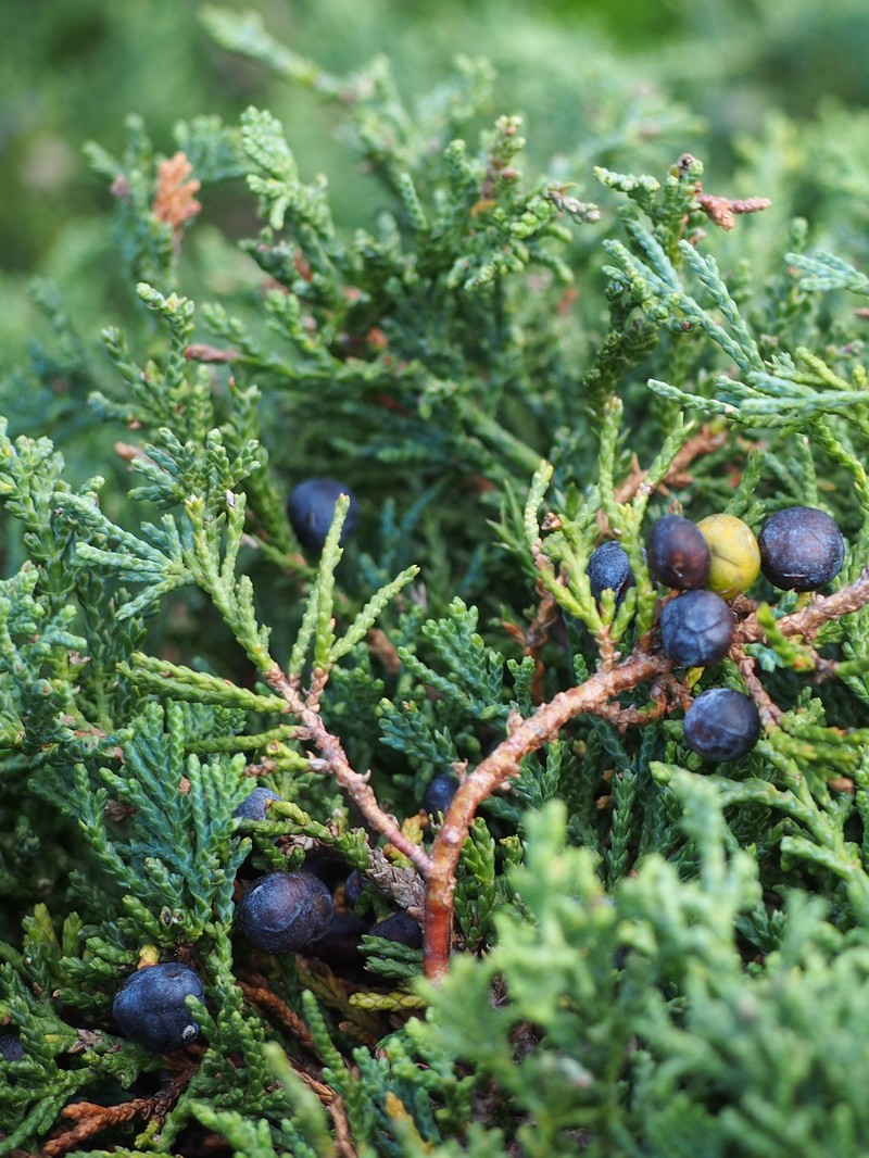 Creeping Juniper photo 4