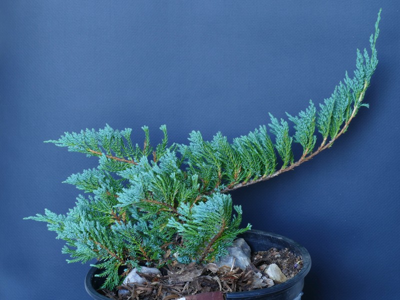 Creeping Juniper photo 5