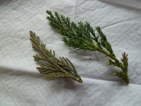Creeping Juniper