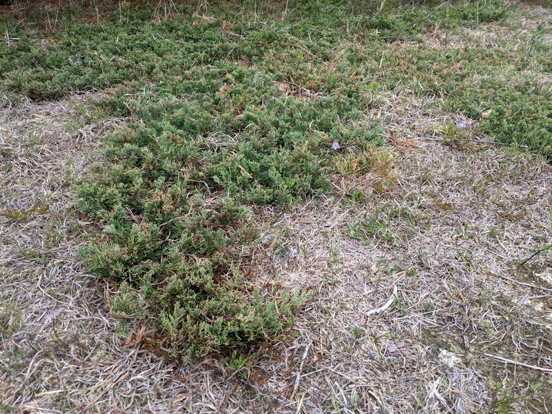 Creeping Juniper photo 3