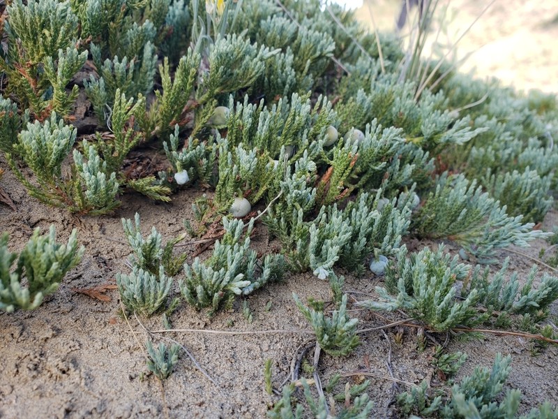 Creeping Juniper photo 4