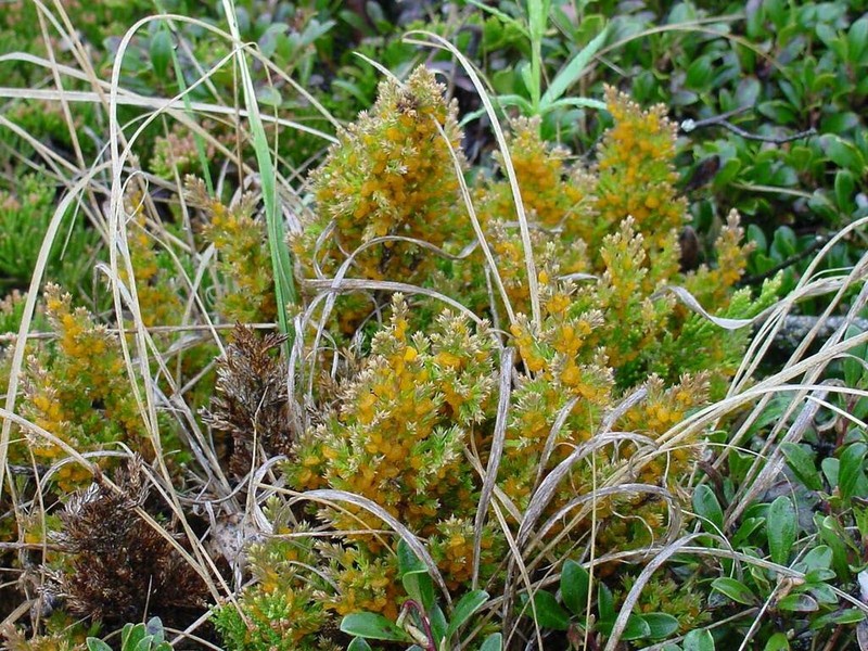 Creeping Juniper photo 5