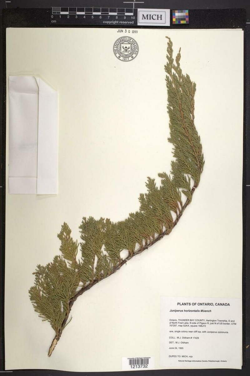 Creeping Juniper photo 6