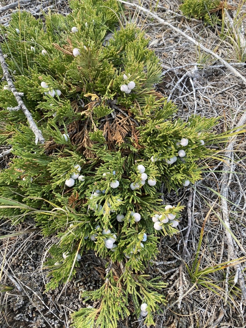 Creeping Juniper photo 7