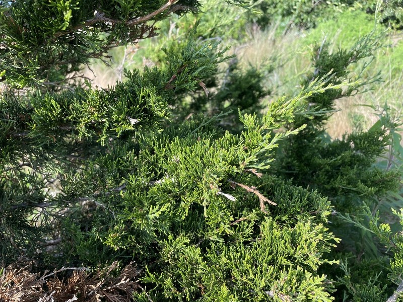 Creeping Juniper photo 8