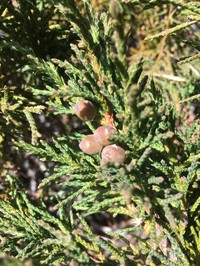 Juniperus indica