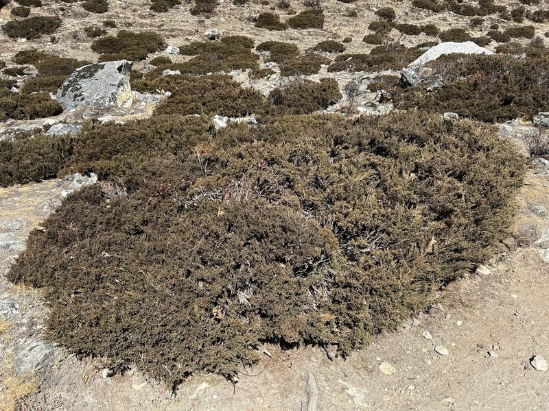 Juniperus indica photo 2