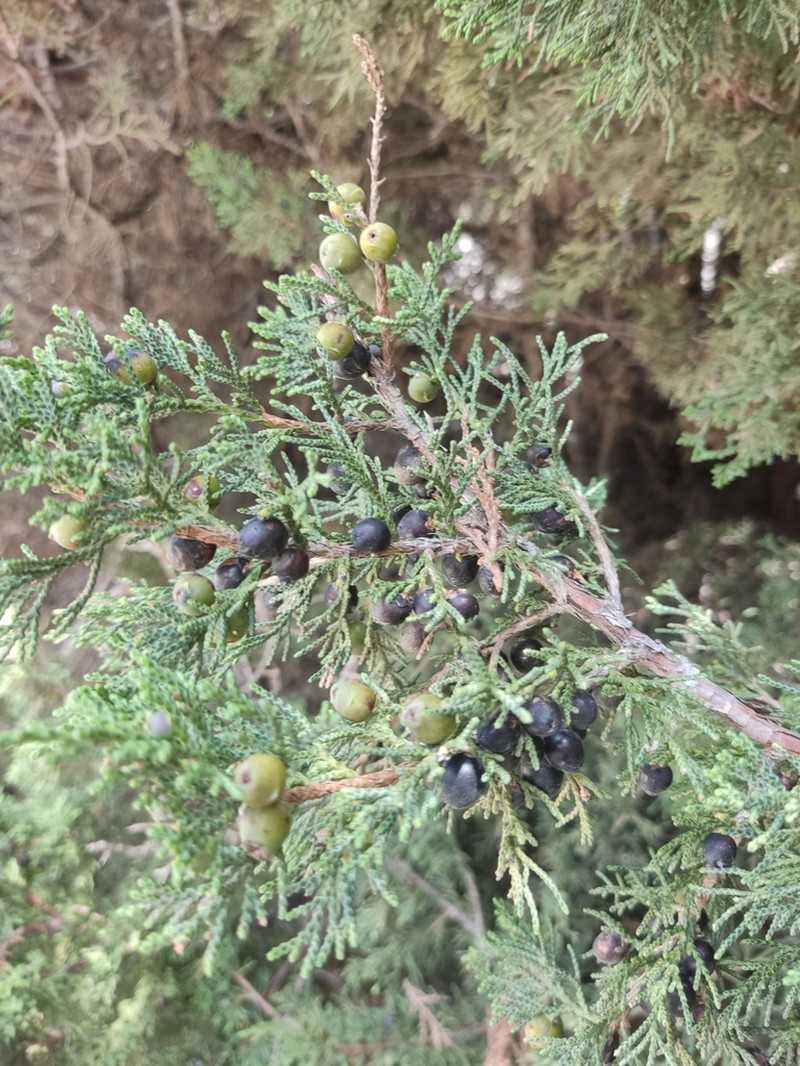 Juniperus indica photo 3