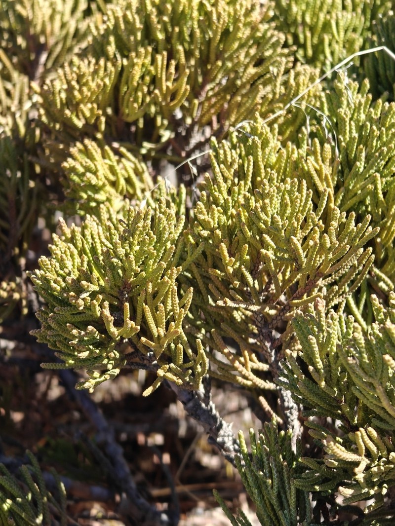 Juniperus indica photo 4