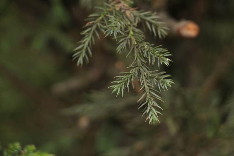 Juniperus indica photo 5