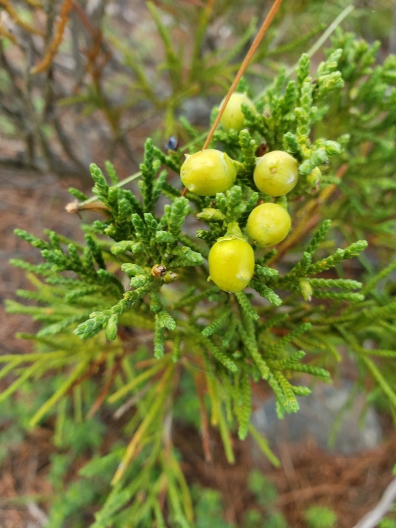 Juniperus indica photo 6