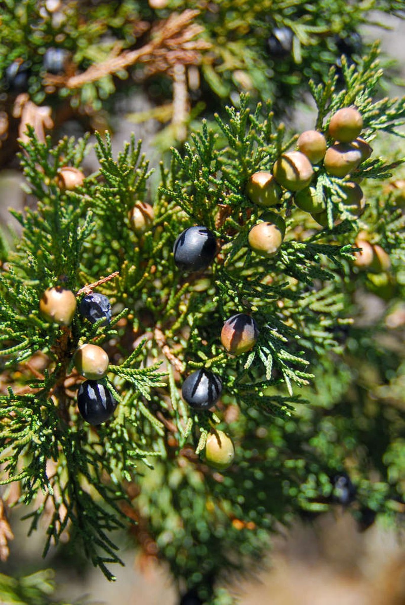 Juniperus indica photo 7