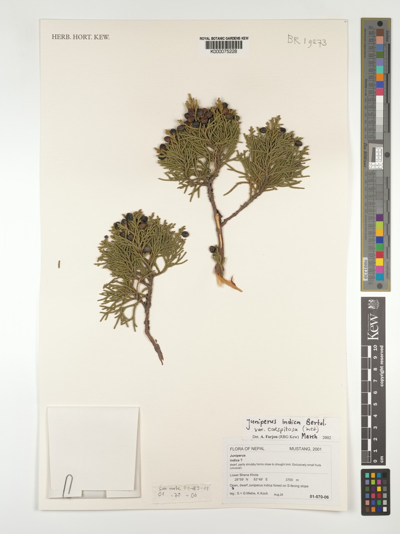 Juniperus indica var. caespitosa