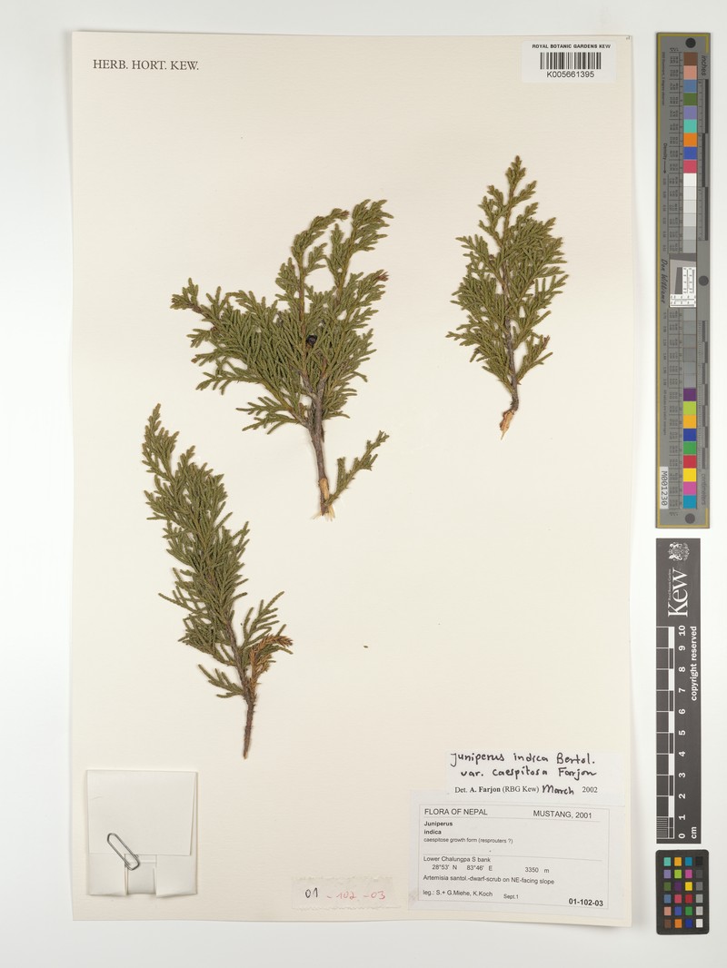 Juniperus indica var. caespitosa photo 2