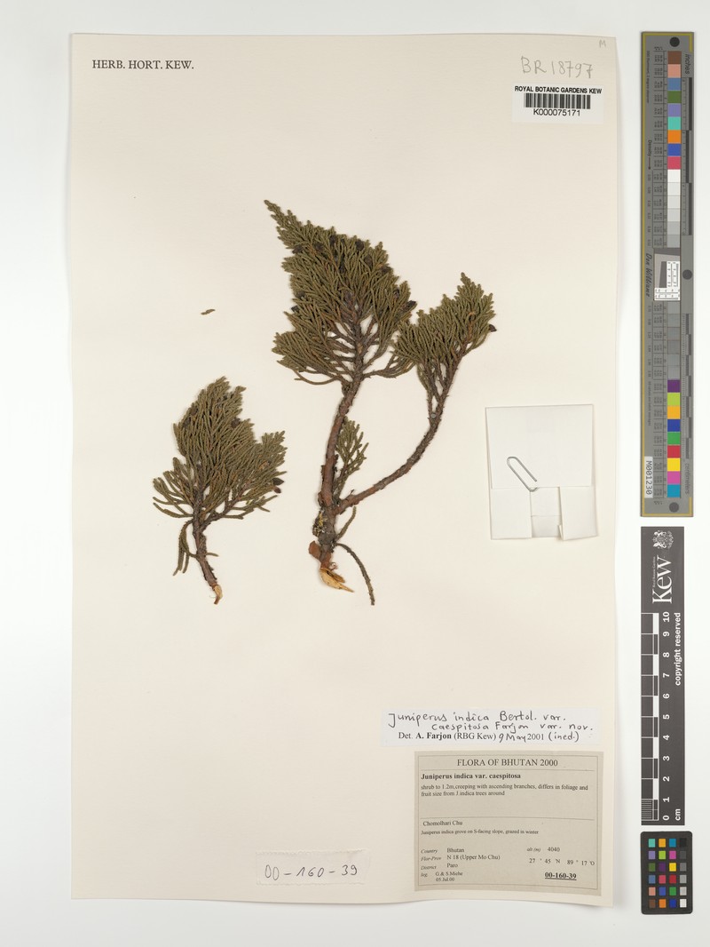 Juniperus indica var. caespitosa photo 3