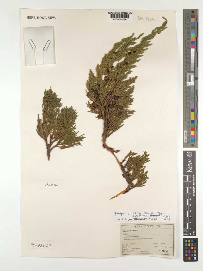 Juniperus indica var. caespitosa photo 4