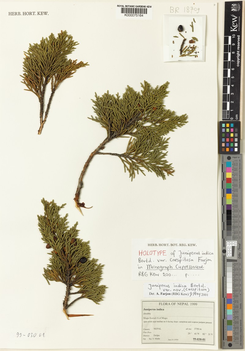 Juniperus indica var. caespitosa photo 5