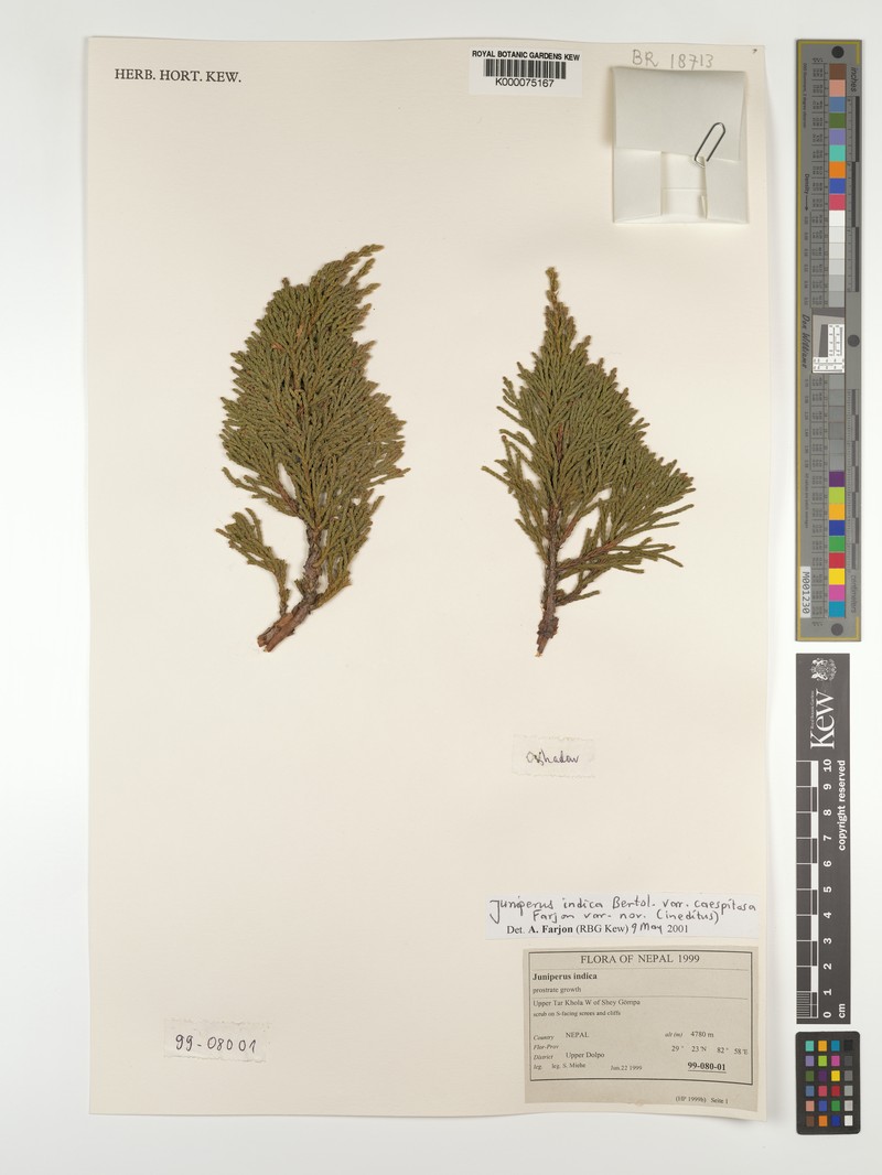 Juniperus indica var. caespitosa photo 6