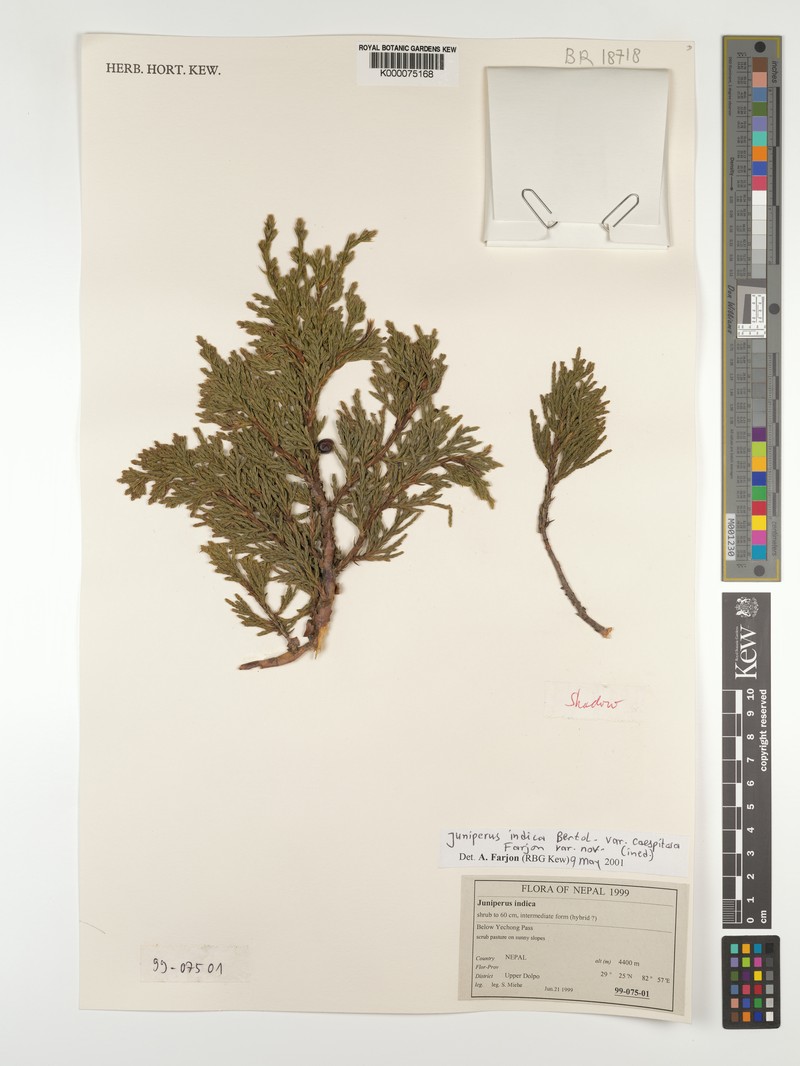 Juniperus indica var. caespitosa photo 7