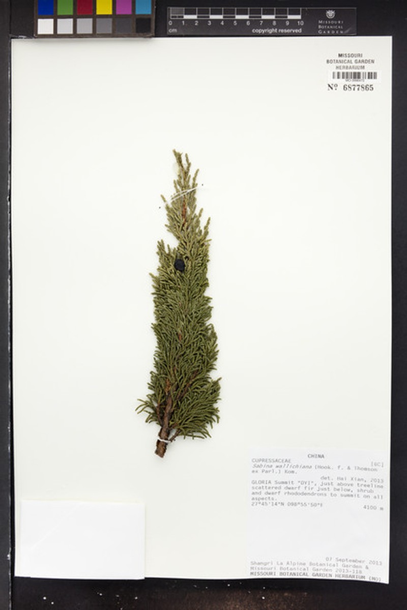 Black Juniper