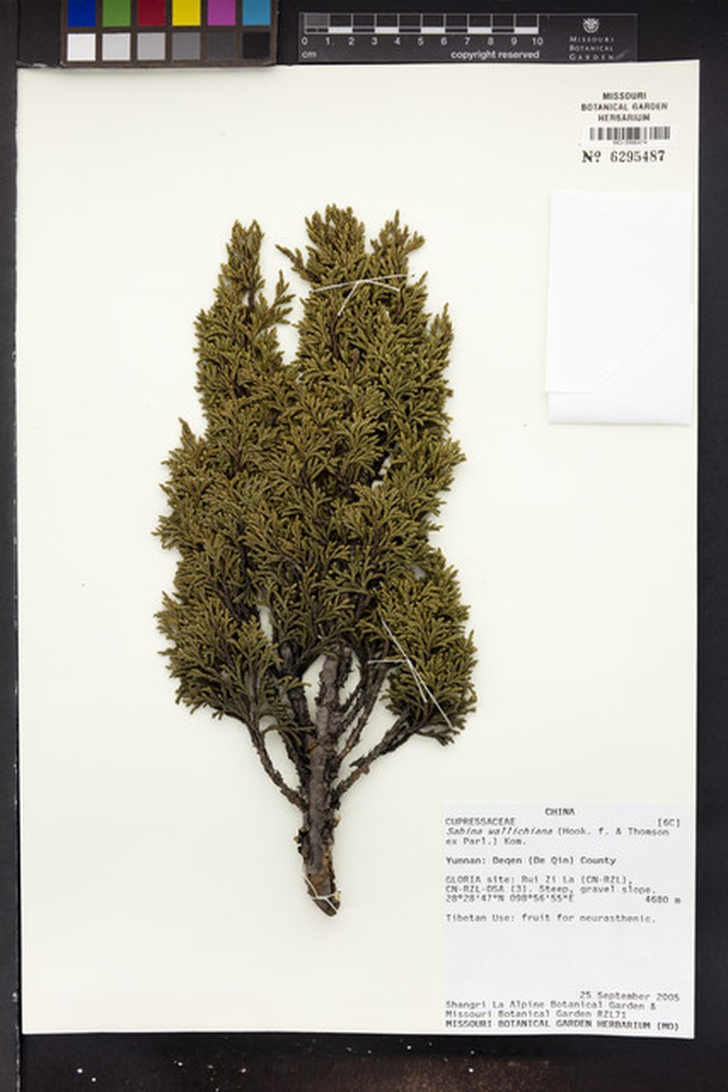 Black Juniper photo 2