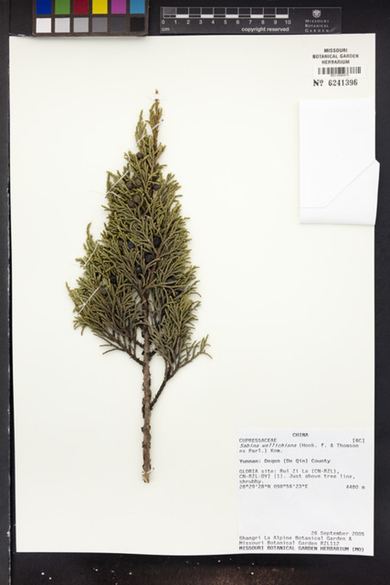 Black Juniper photo 3